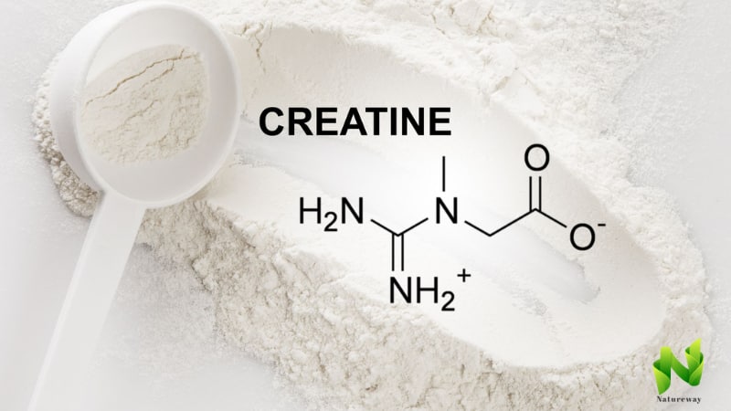 Does Creatine Cause Erectile Dysfunction